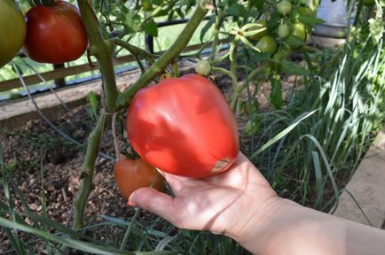 Tomato vultur cozi recenzii și descrierea fotografie a tomatei, varietate