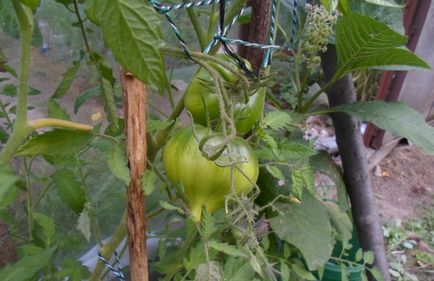 Tomato sas csőre és visszajelzés Leírás paradicsomfajta