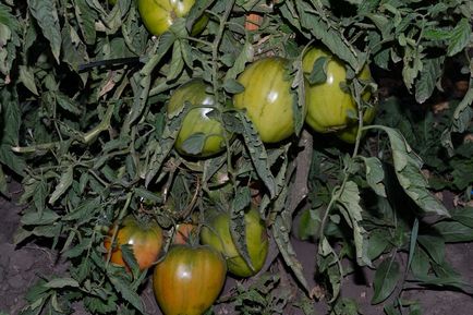 Tomato vultur cozi recenzii și descrierea fotografie a tomatei, varietate