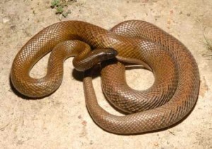 Top 10 șerpi otrăviți și periculoși din lume (fotografii, video)