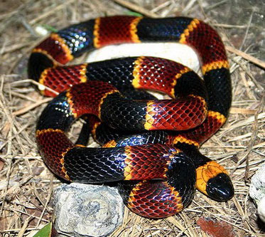 Top 10 șerpi otrăviți și periculoși din lume (fotografii, video)