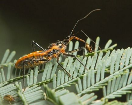 Cele mai multe dintre cele mai urâte insecte cunoscute omului