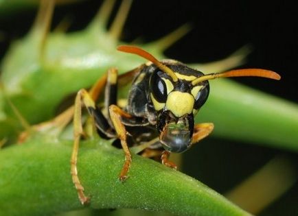 Cele mai multe dintre cele mai urâte insecte cunoscute omului