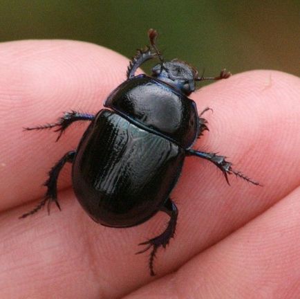 Cele mai multe dintre cele mai urâte insecte cunoscute omului