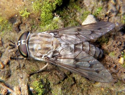 Cele mai multe dintre cele mai urâte insecte cunoscute omului