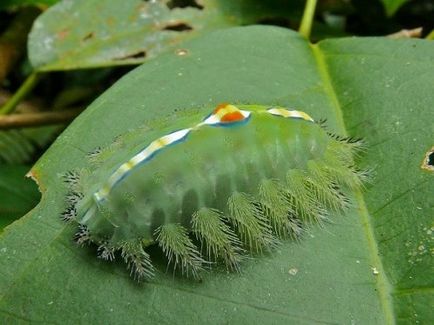 Cele mai multe dintre cele mai urâte insecte cunoscute omului