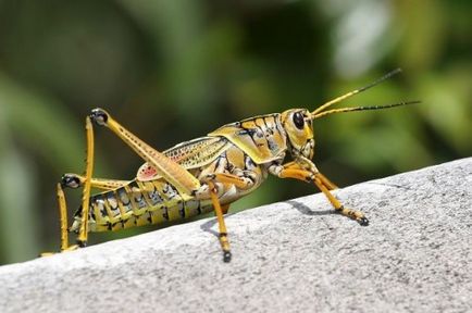 Cele mai multe dintre cele mai urâte insecte cunoscute omului