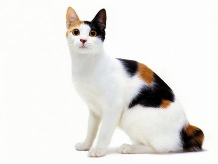 Триколірні кішки -міфи і реальність
