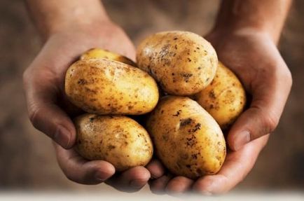 Прибирання картоплі мотоблоком на аматорському городі