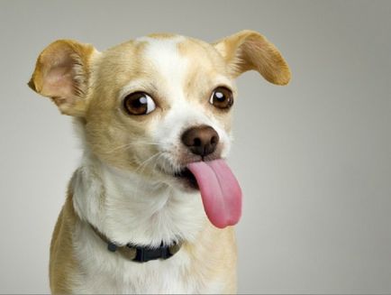 Chihuahua semne de purice de prezență, rău pentru animale de companie, metode de tratament, metode de prevenire,