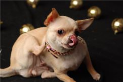 Chihuahua semne de purice de prezență, rău pentru animale de companie, metode de tratament, metode de prevenire,