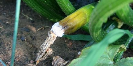 Az uborka eltűnik petefészek