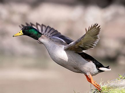 Duck cu surpriză de plumb - vânătoare