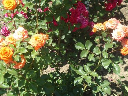 Догляд за садовими трояндами - основні правила
