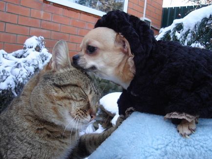 Acest câine Chihuahua trăiește cu o pisică adultă
