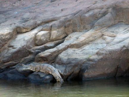 Crocodilul îmbrăcat îngust, care locuiește în Australia