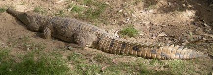 Crocodilul îmbrăcat îngust, care locuiește în Australia