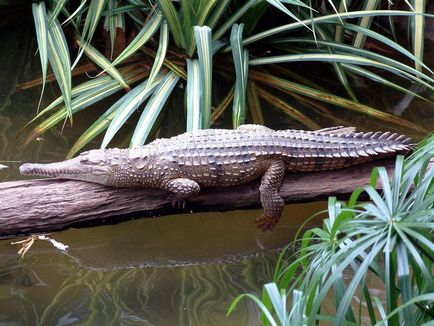 Crocodilul îmbrăcat îngust, care locuiește în Australia