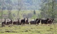 În zona boksitogorsky crescute oi de rasa unica (fotografie)