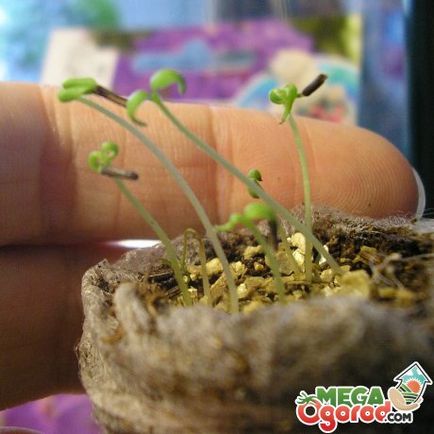Soiurile Verbena, cultivarea florilor în creștere și pregătirea pentru iarnă
