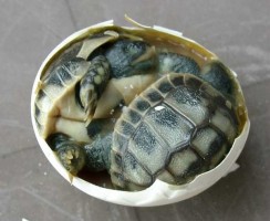Exploatarea și îngrijirea broască țestoasă mică - totul despre țestoase și țestoase