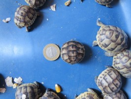 A kelési és gondozása a kis teknősök - Mindent a teknősök