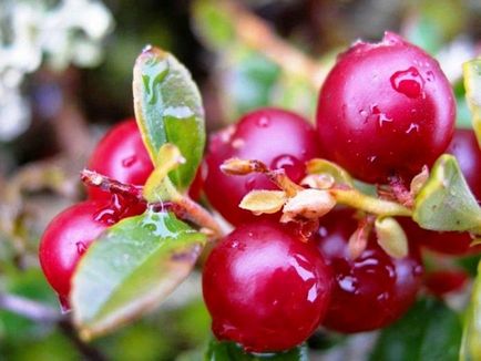 Cranberries în creștere în grădină - o grădină și o grădină