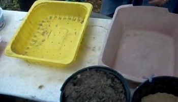 Cultivarea Amaryllis din semințe