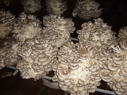 Cultivarea ciupercilor rădăcină albastră - cluburi după interese