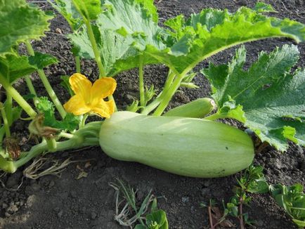 Cultivarea de dovlecei - plantarea de dovlecei, îngrijirea zucchinelor