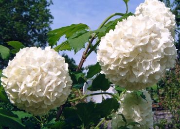 Termesztés viburnum, fajták, ellátás és a tulajdon