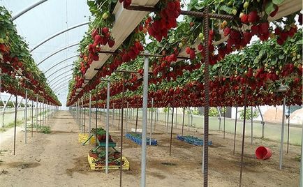 Cultivarea căpșunilor într-o seră