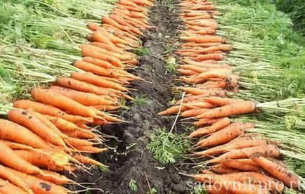 Cultivarea morcovilor