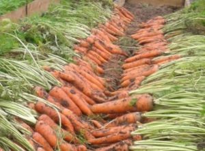 Вирощування моркви, дачне царство