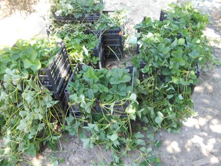 Cultivarea răsadurilor de căpșuni pe site-ul nostru (celulele reginei) 