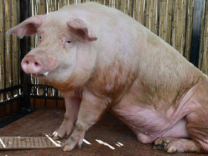 Вирощування свиней в домашніх умовах як бізнес - господар дачі