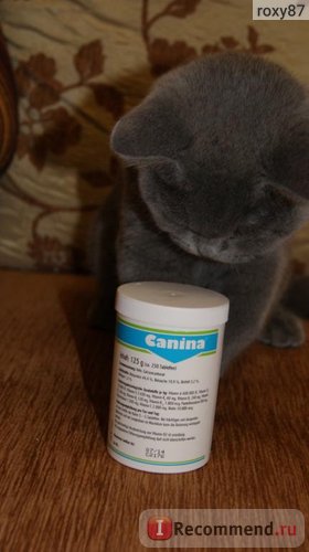 Вітаміни canina для кішок cat-vitamin tabs - «натуральні вітаміни для кішок! Мій дуже задоволений,