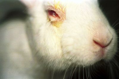 Vivisecția sau testarea produselor cosmetice pe animale
