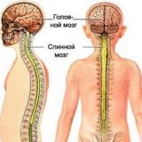 Influența sistemului nervos și endocrin asupra inflamației - bisturiu - medical