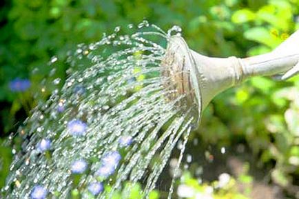 Víz öntözés szobanövények - mint amilyennek lennie kellene