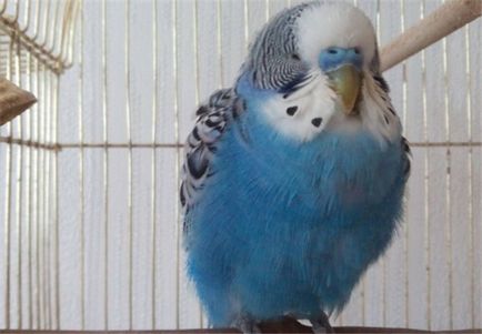 Wormed Parrots - Îngrijirea corectă pentru animalele de companie