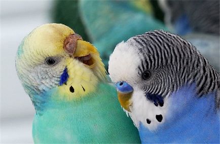 Хвилясті папуги правильний догляд за крилатими вихованцями