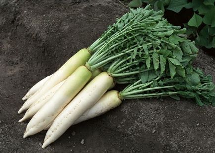 Toate tipurile de ridichi de la daikon la ridichi