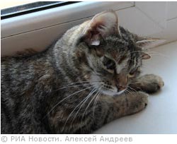 У Воронежі живе пятіухая кішка