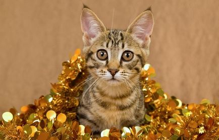 În Voroneț trăiește o pisică cu cinci urechi