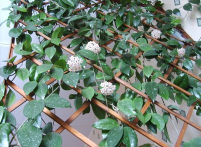 Cursuri plante de casa, flori (flori) Cursuri plante de casa, flori