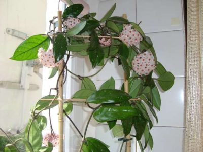 Cursuri plante de casa, flori