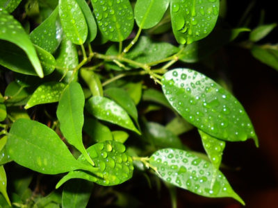 Cursuri plante de casa, flori