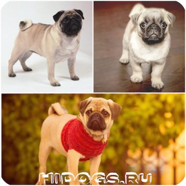 Natura trăsăturilor Pug ale temperamentului câinilor Pug (foto)