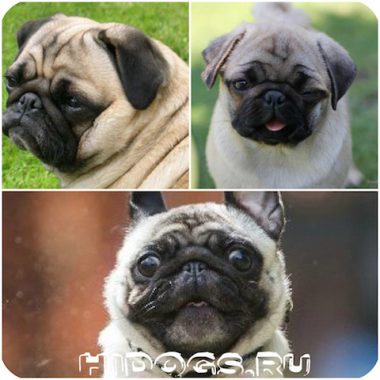 Natura trăsăturilor Pug ale temperamentului câinilor Pug (foto)